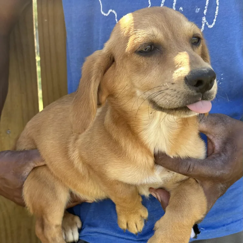 Buddy  Local April thumbnail 6