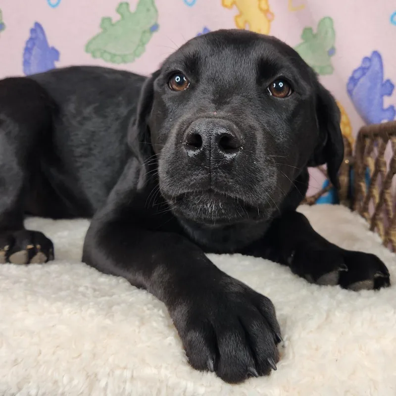 Viola Davis thumbnail 2