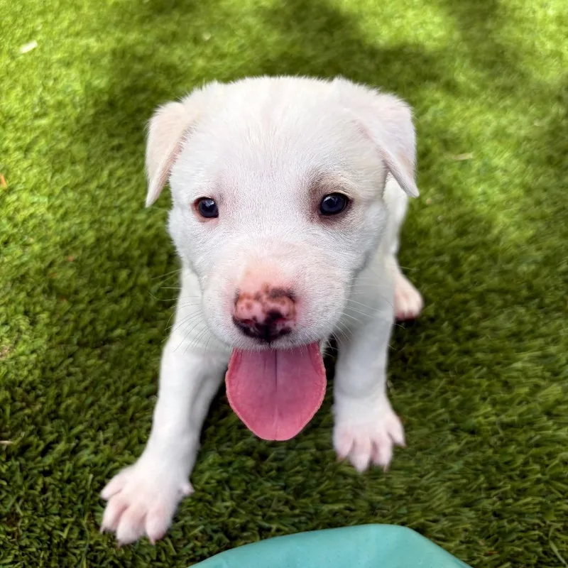 A young medium-sized male Shepherd dog named Tuna for adoption in Torrey, UT