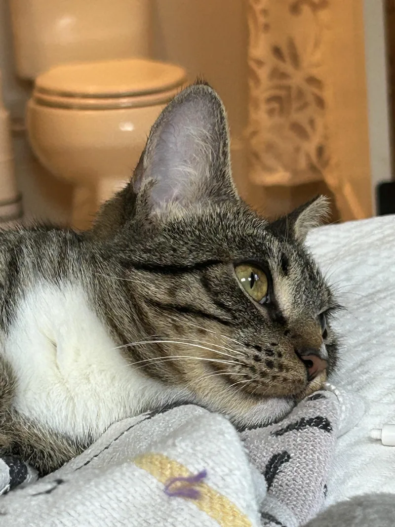 An adult medium-sized female Tabby (Gray / Blue / Silver) Domestic Short Hair cat named Aj Rf Petsmart for adoption in Spring, TX