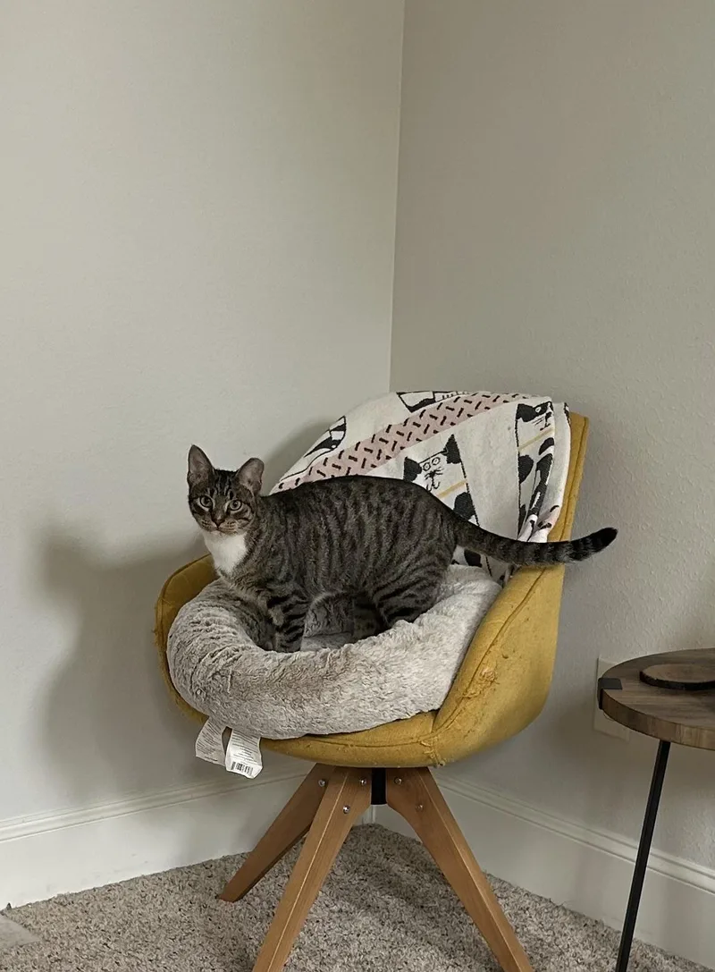 Aj Rf Petsmart thumbnail 5