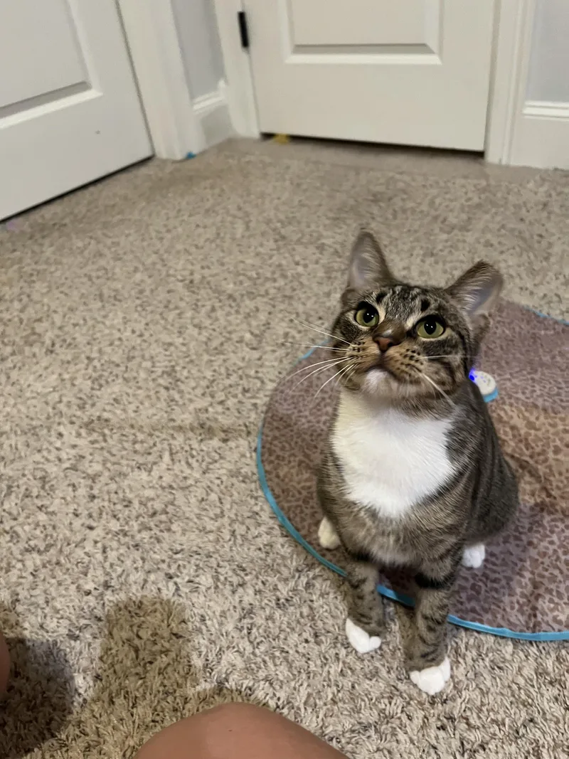 Aj Rf Petsmart thumbnail 6