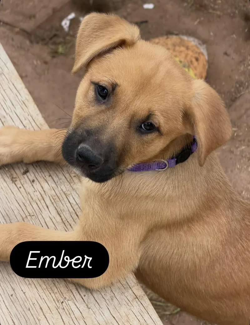 A baby large-sized female Black Mouth Cur dog named Ember for adoption in Gilbert, AZ