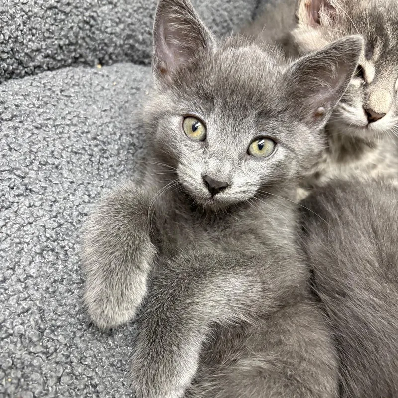 A baby small-sized female Gray / Blue / Silver Domestic Short Hair cat named Fo for adoption in Detroit Lakes, MN