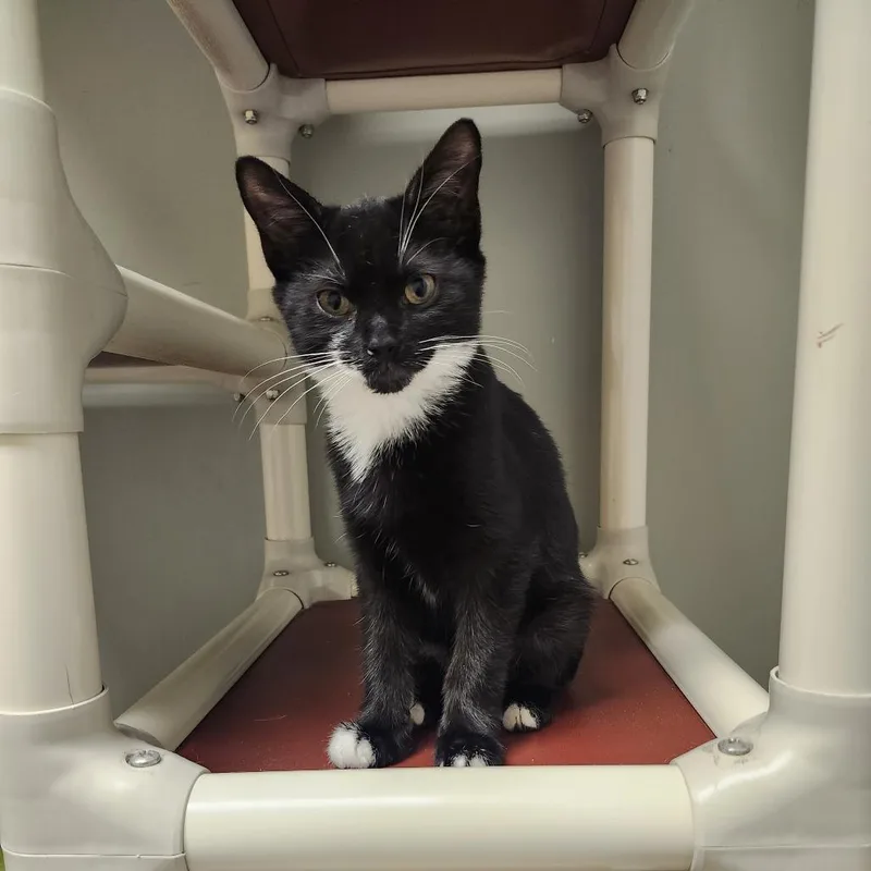 A baby small-sized male Black Domestic Short Hair cat named Apex for adoption in Columbia Station, OH