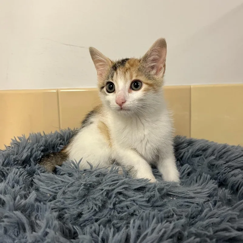 Ella