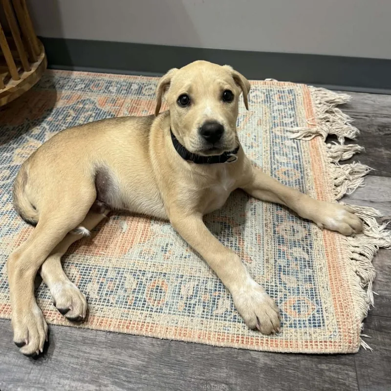 A baby large-sized male Yellow / Tan / Blond / Fawn Labrador Retriever dog named Cruz for adoption in Pelham, NH