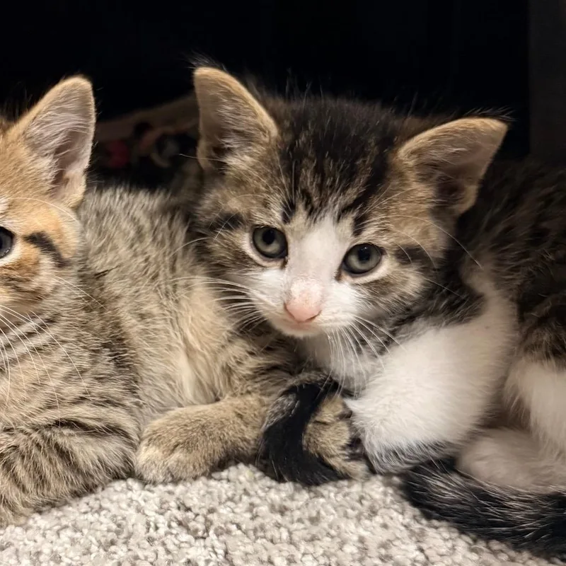 A baby small-sized male Domestic Short Hair cat named Sprocket for adoption in Utica, MI