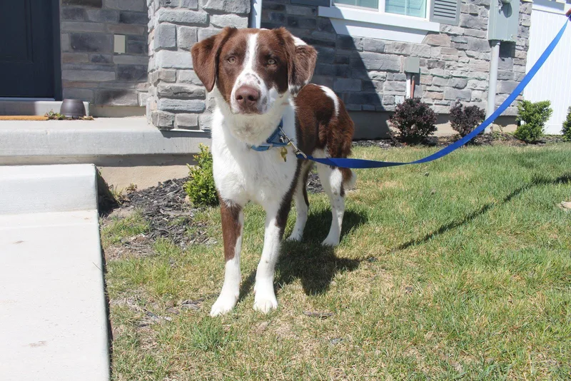 An adult medium-sized female Border Collie dog named Elowyn for adoption in Salt Lake City, UT