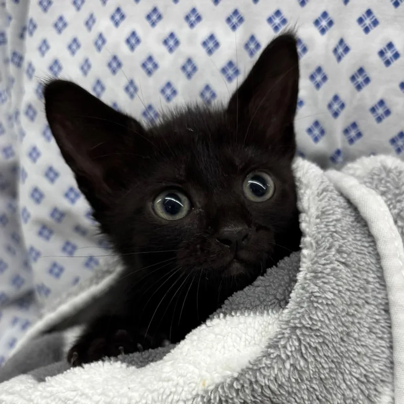 A baby small-sized female Black Domestic Short Hair cat named Cookie for adoption in West Palm Beach, FL