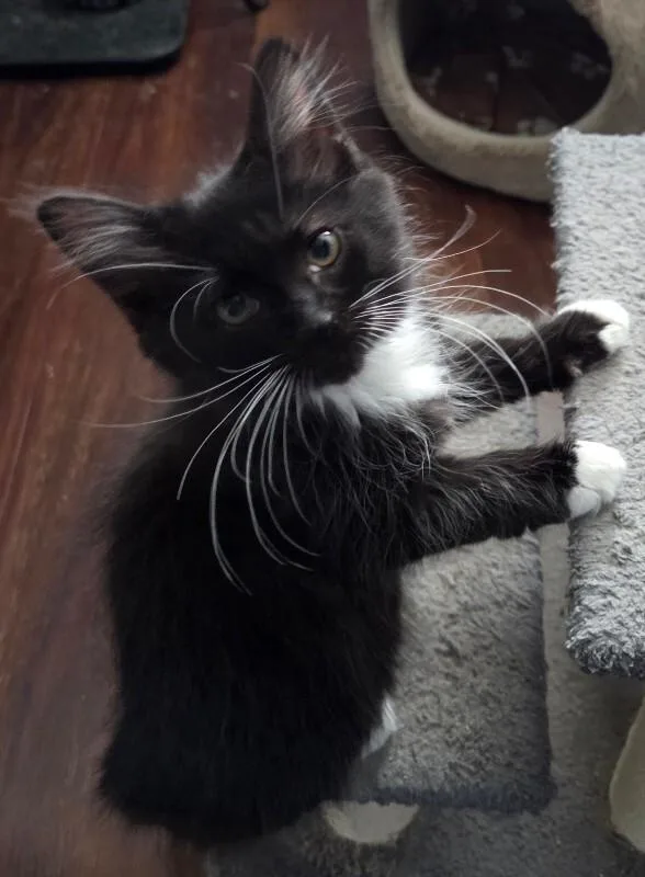 A baby medium-sized male Black & White / Tuxedo Domestic Long Hair cat named Naan for adoption in Colmar, PA