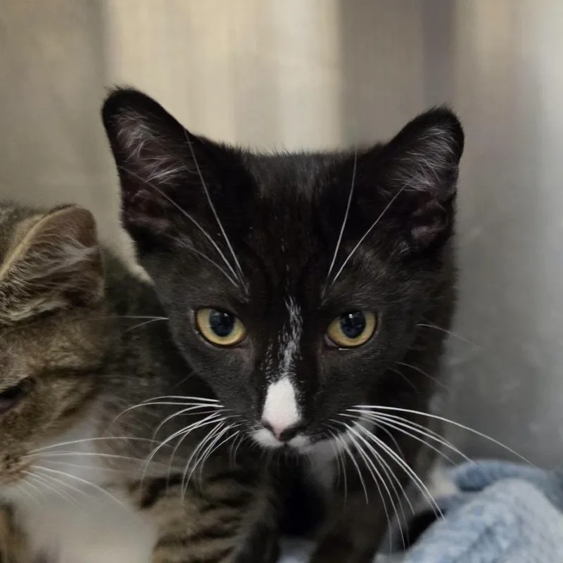 A baby small-sized male Black Domestic Short Hair cat named Mako for adoption in Waynesboro, PA