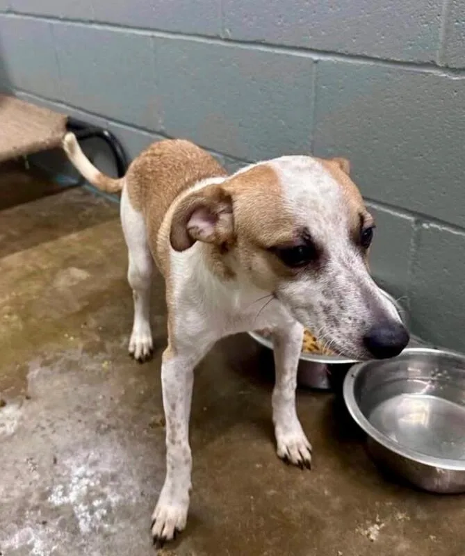 A young small-sized male Yellow / Tan / Blond / Fawn Jack Russell Terrier dog named Buddy The Elf for adoption in Boulder, CO