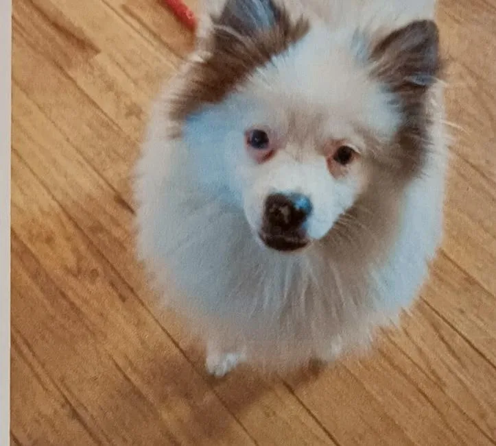 A young small-sized male Pomeranian dog named Handsome for adoption in Brick, NJ