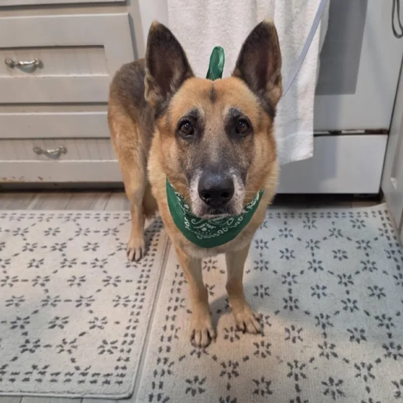 A senior medium-sized male Yellow / Tan / Blond / Fawn German Shepherd Dog dog named Bill for adoption in Stephens City, VA