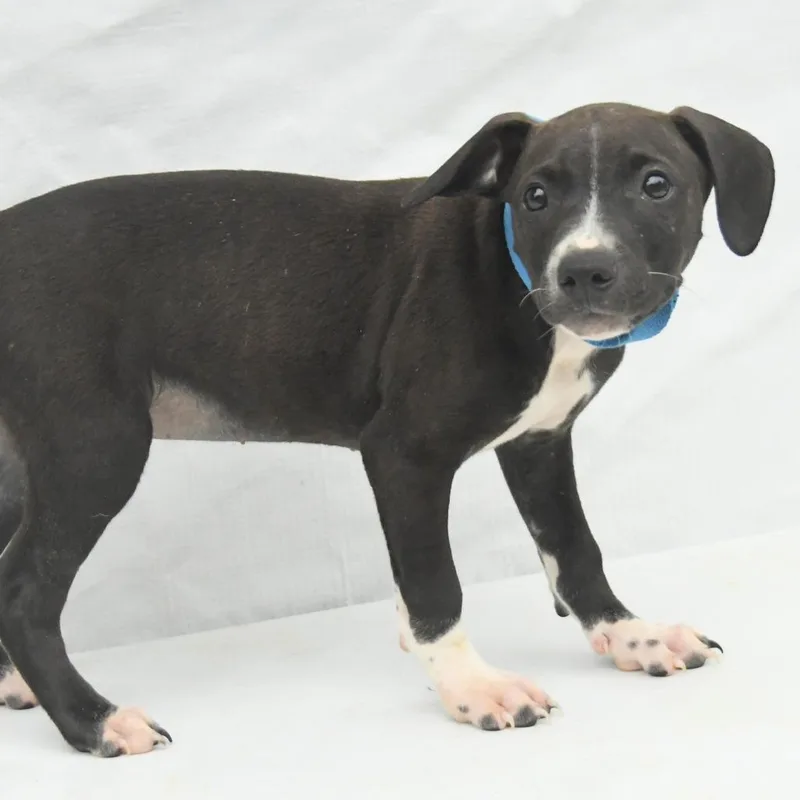 A baby medium-sized male Black Mountain Cur dog named Farley for adoption in Natchez, MS