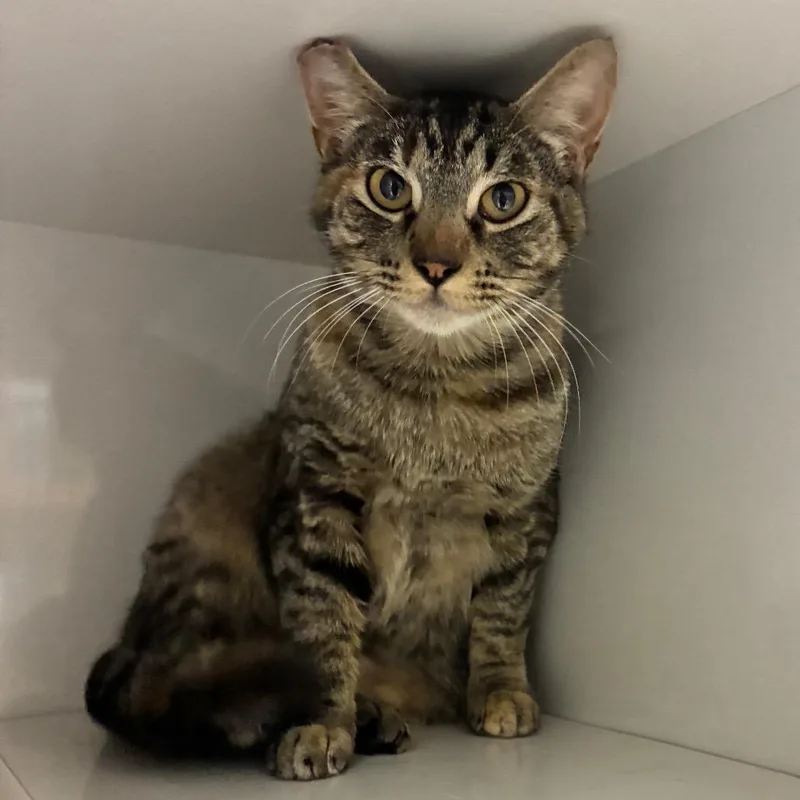An adult medium-sized female Torbie Domestic Short Hair cat named Valentina for adoption in Redwood City, CA