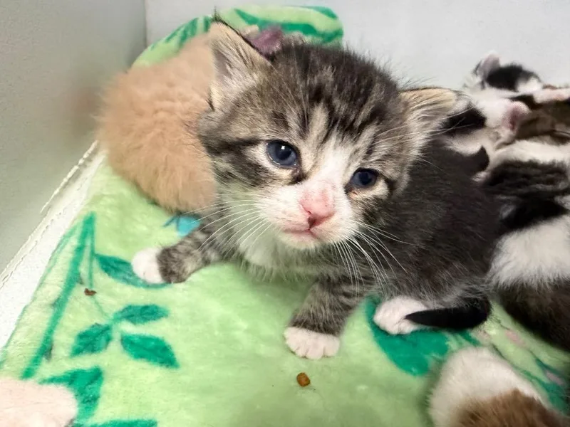 A baby small-sized female Domestic Short Hair cat named Te Fiti for adoption in Waverly, NY