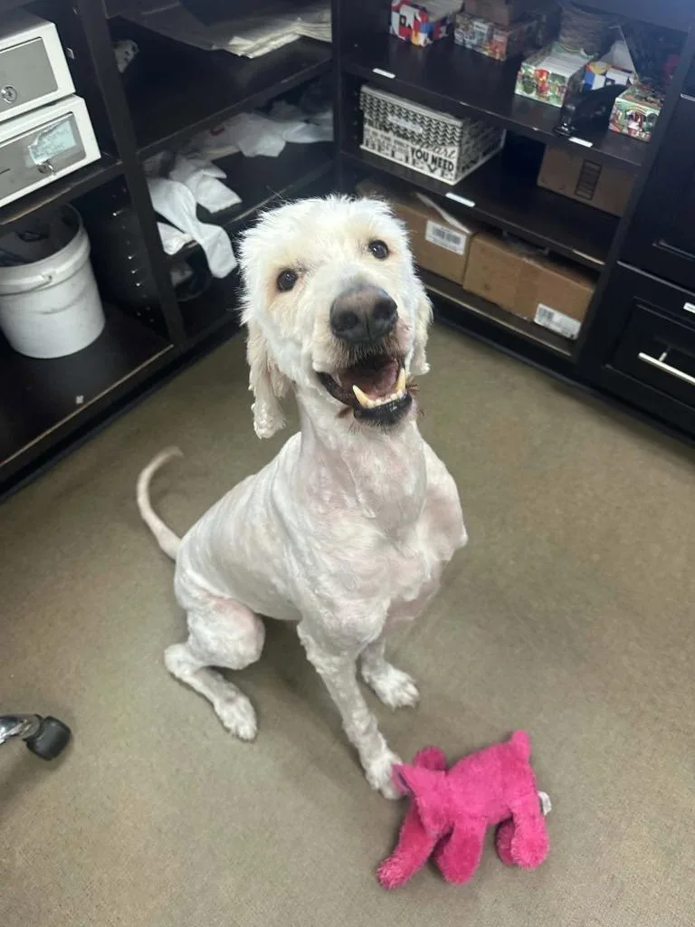 An adult small-sized male Poodle dog named Winston for adoption in Mesa, AZ