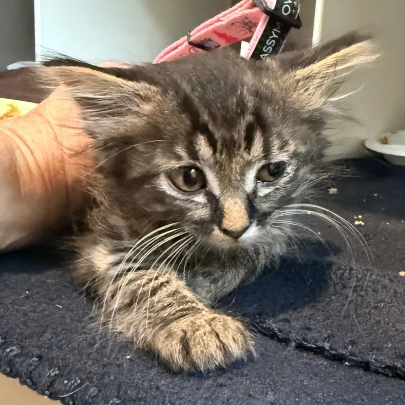 A baby small-sized female Domestic Medium Hair cat named Hermione for adoption in Cedaredge, CO