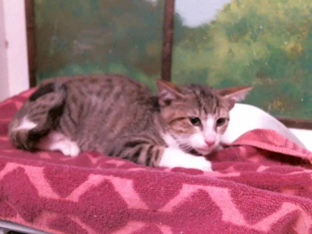 A young small-sized female Domestic Short Hair cat named Rosie for adoption in Houston, TX