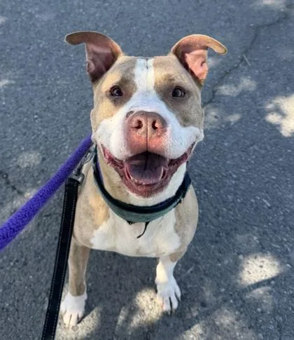 An adult large-sized male Pit Bull Terrier dog named Rex for adoption in Seattle, WA