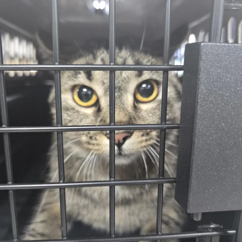 A baby medium-sized female Brown / Chocolate Domestic Short Hair cat named Pixi for adoption in Newark, NJ