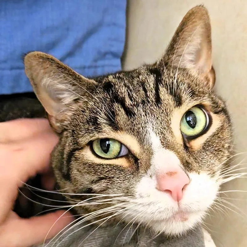 An adult large-sized male Gray / Blue / Silver Domestic Short Hair cat named Dr Pepper for adoption in Michigan City, IN
