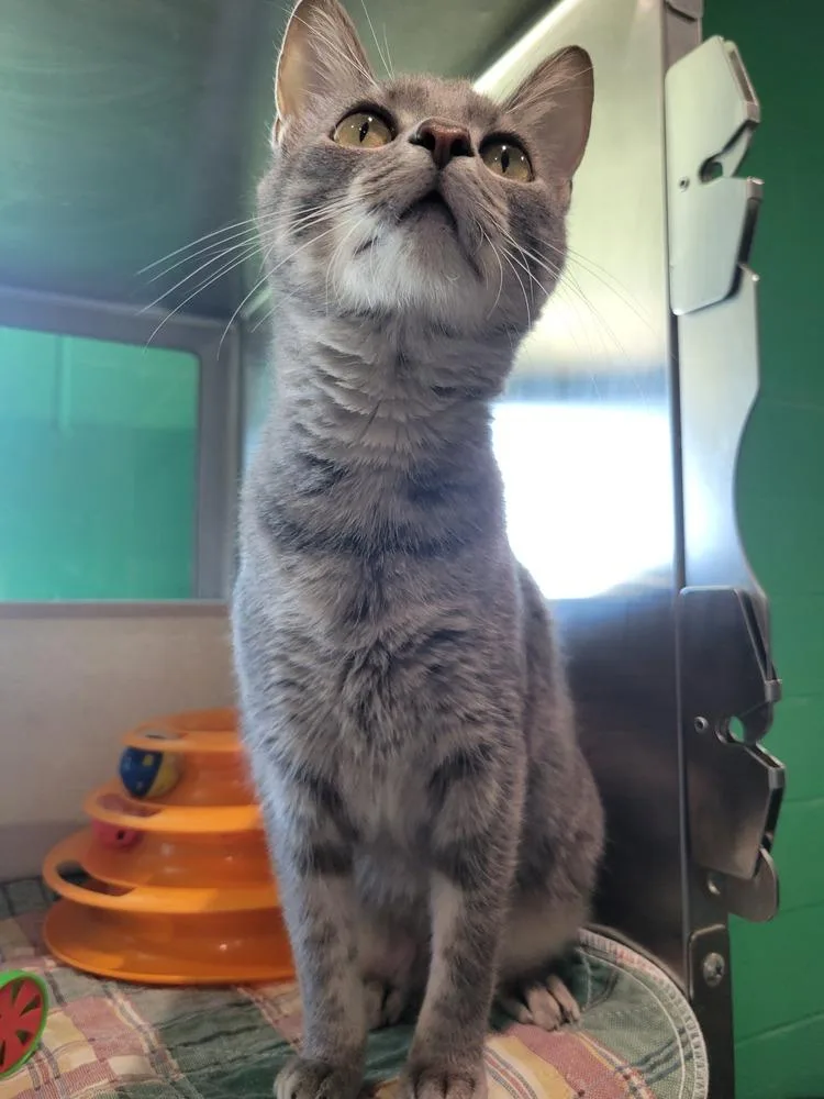 A young medium-sized female Domestic Short Hair cat named Delta for adoption in Wellington, KS