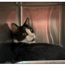A senior medium-sized male Black Domestic Short Hair cat named Lance for adoption in Jacksonville, FL