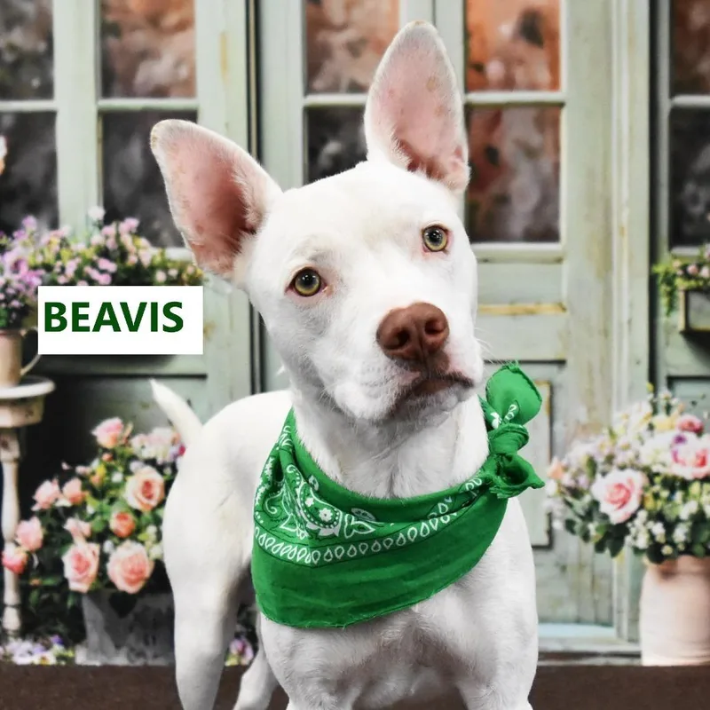 An adult medium-sized male White / Cream Mixed Breed dog named Beavis for adoption in Yuma, AZ