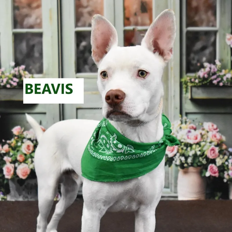 Beavis thumbnail 2