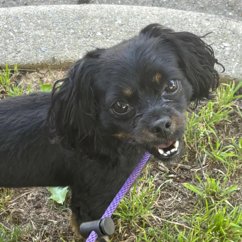 An adult small-sized female Black Chihuahua dog named Peanut for adoption in Birmingham, AL