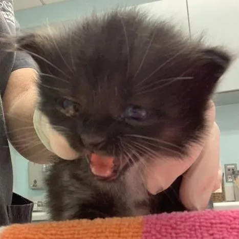 A baby small-sized female Black Domestic Short Hair cat named Louisiana for adoption in Jacksonville, FL