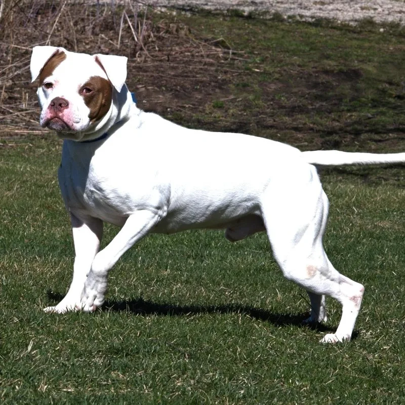 Maverick thumbnail 2