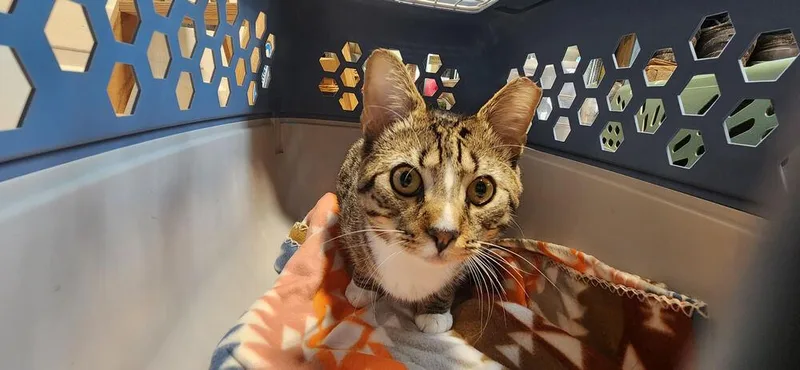 A young medium-sized male Domestic Short Hair cat named Peyton for adoption in catonsville , MD