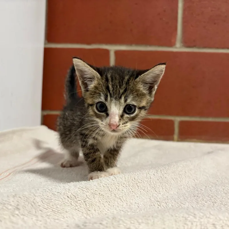 A baby small-sized female Brown / Chocolate Domestic Short Hair cat named Phoebe for adoption in Cabot, AR