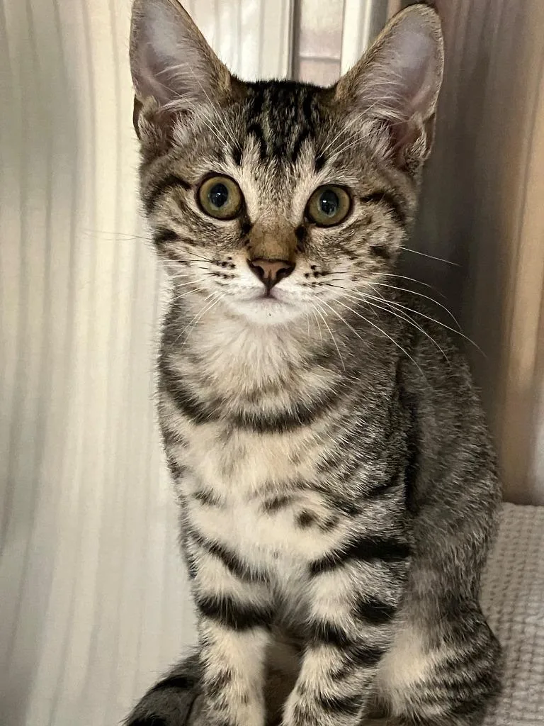 A baby small-sized male Domestic Short Hair cat named John for adoption in Lunenburg, MA