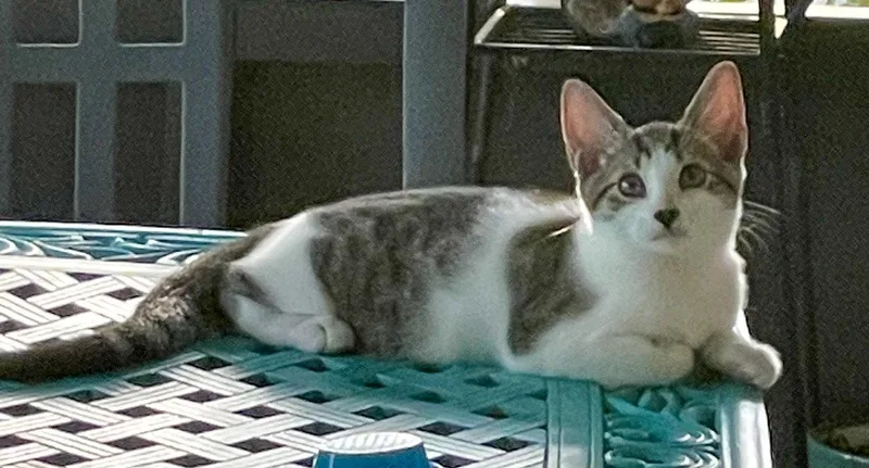 A baby medium-sized female Domestic Short Hair cat named Ravioli for adoption in Lighthouse Point, FL