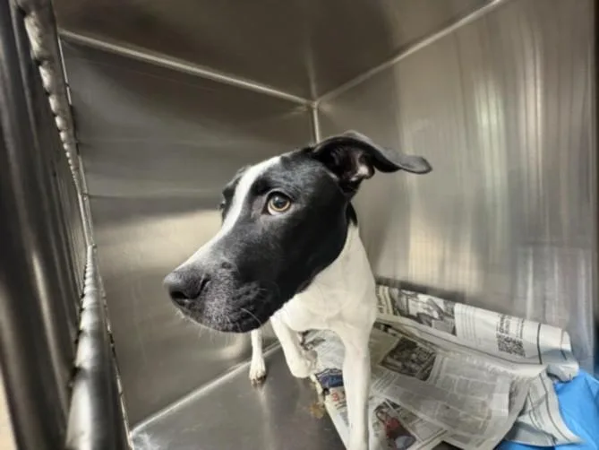 A young medium-sized male Border Collie dog named Evan for adoption in Chatsworth, CA