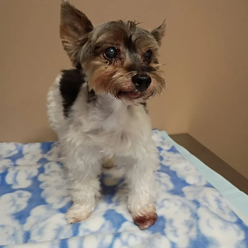 A senior small-sized female Yorkshire Terrier dog named Lexey for adoption in Stilwell, OK