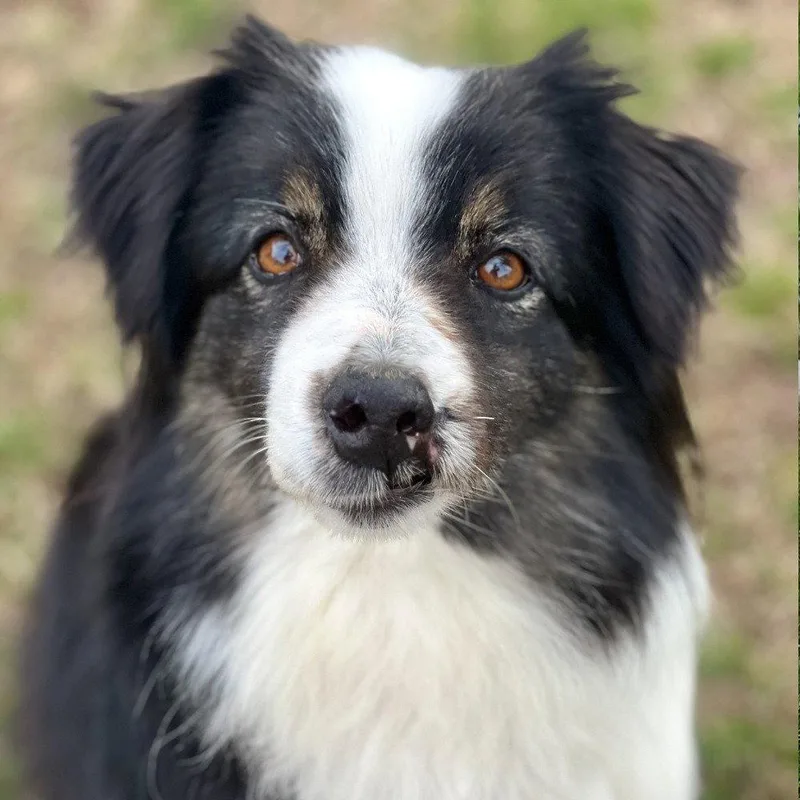 An adult medium-sized female Australian Shepherd dog named Thisbe for adoption in Bloomfield, CT