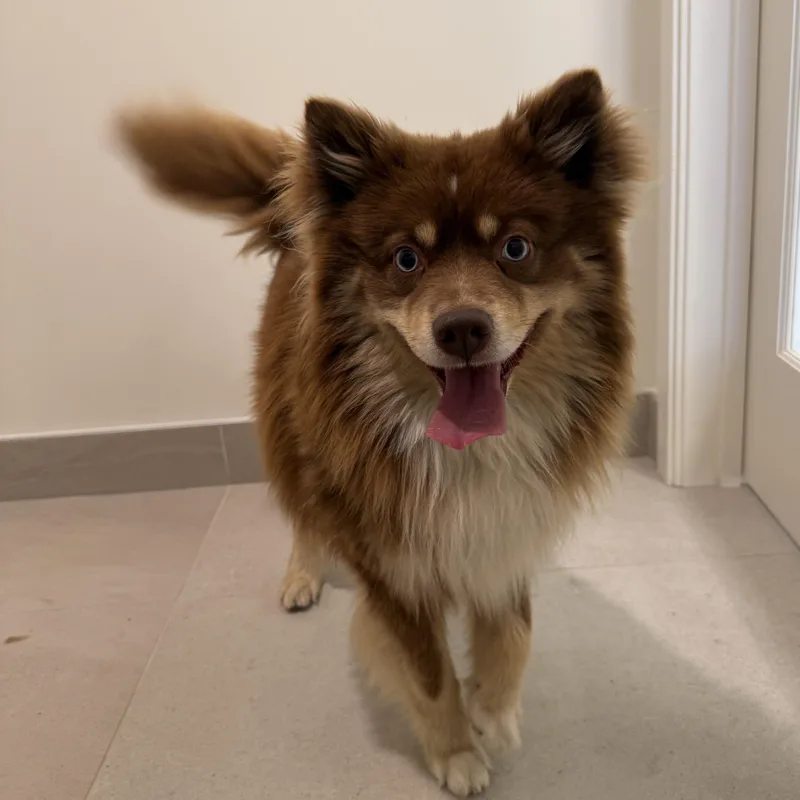 A young medium-sized male Red / Chestnut / Orange Australian Shepherd dog named Rogue for adoption in Evanston, IL