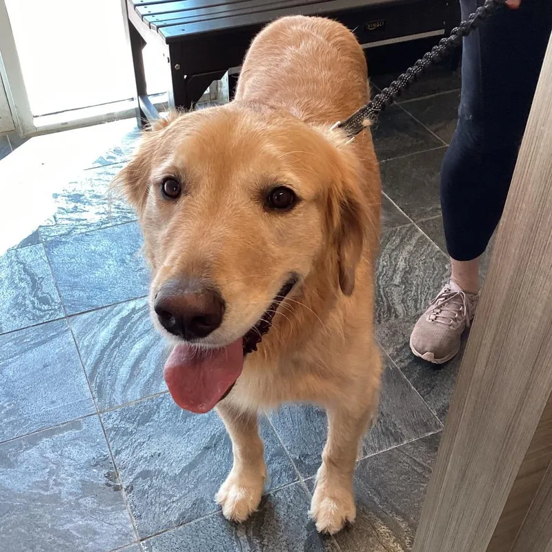 An adult large-sized male Golden Retriever dog named Bodhi for adoption in Tampa, FL