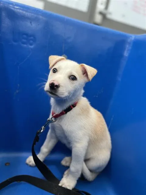 A baby large-sized male Mixed Breed dog named John for adoption in Dallas, TX