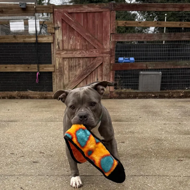 Salt Dog thumbnail 2