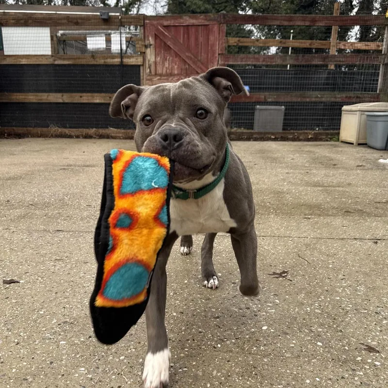 Salt Dog thumbnail 4