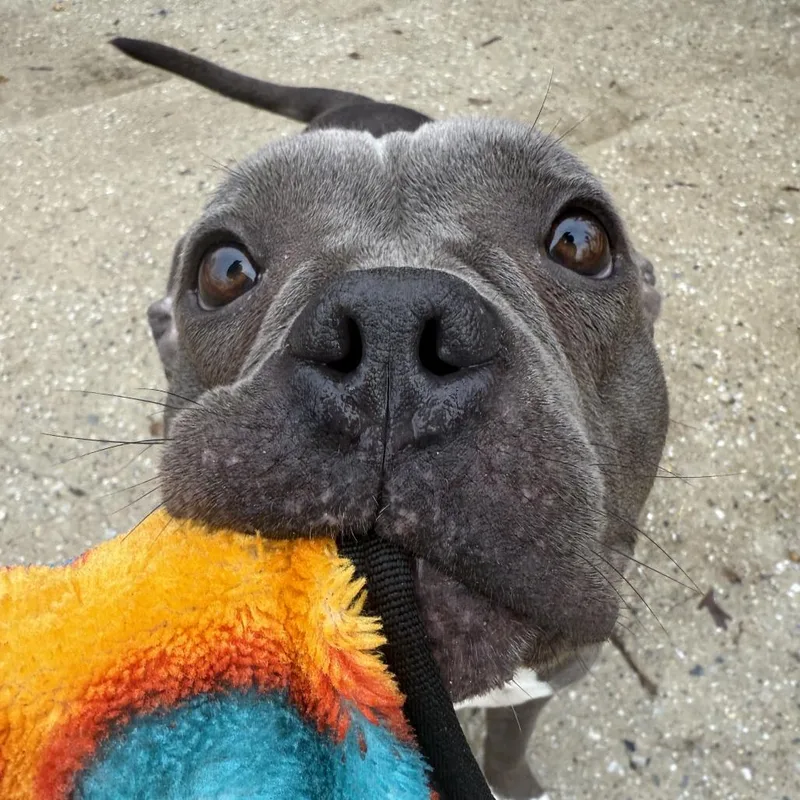 Salt Dog thumbnail 5