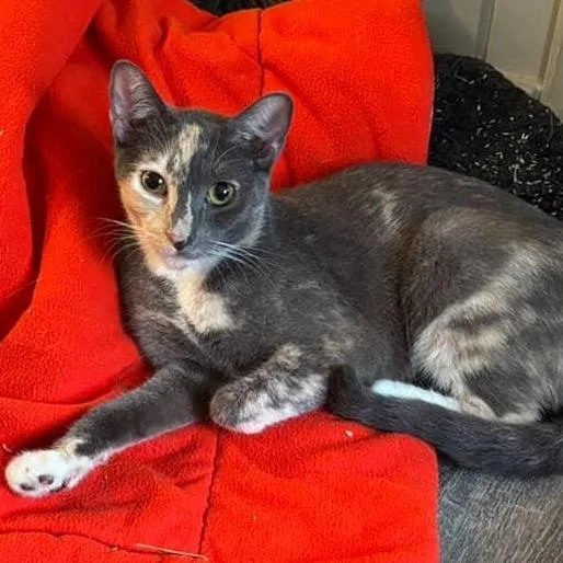 Creme Brulee thumbnail 2