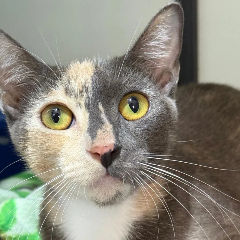 Creme Brulee thumbnail 3